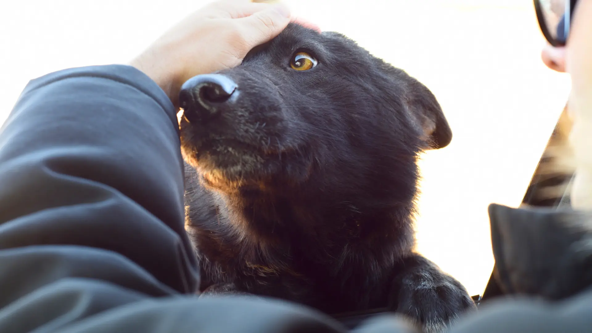 Se puede tirar un perro muerto a la basura
